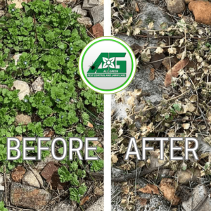 Before and after weed control treatment on brick pavement.