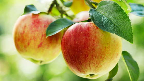 3 Best Fruit Trees To Have In Your Yard