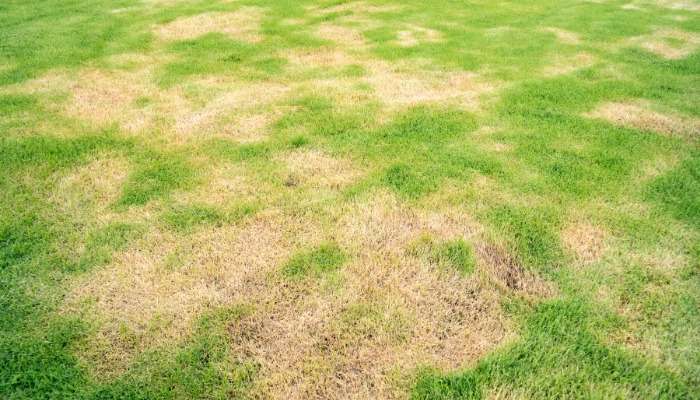 5 tips to prevent lawn browning