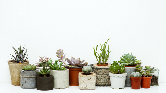Best Indoor Plants