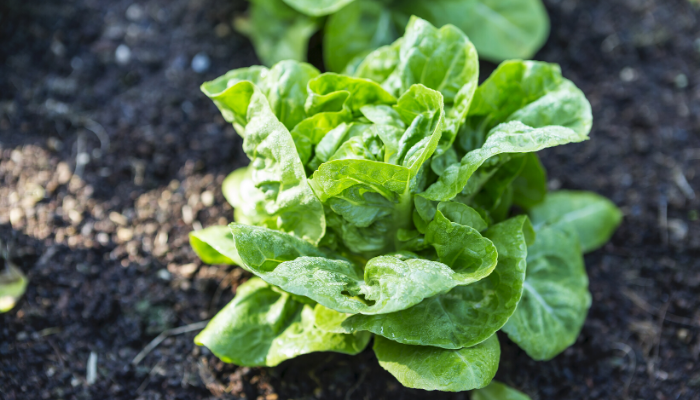 Best Vegetables to Plant