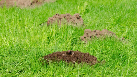 BEST WAYS TO GET RID OF GOPHERS AND MOLES