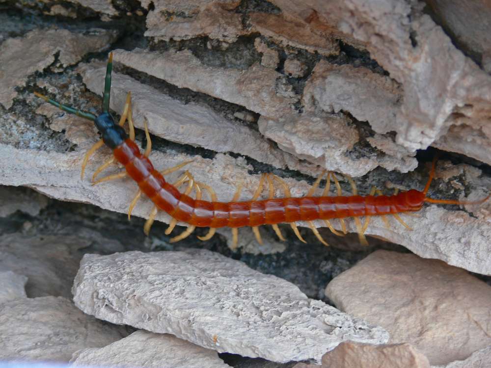 Get Rid of Centipedes Once and For All