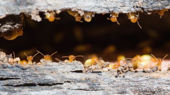 DIY Termite Removal: Why It’s Not an Option