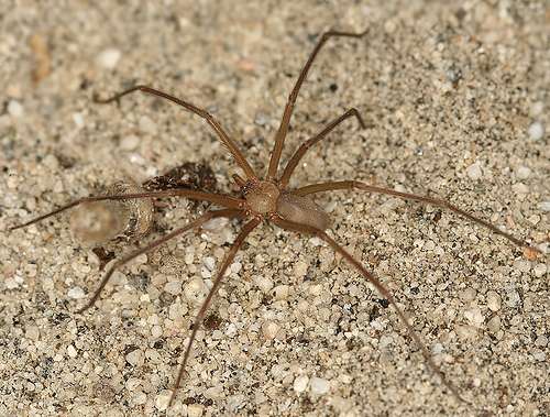 Dangerous Spiders of Northern Utah