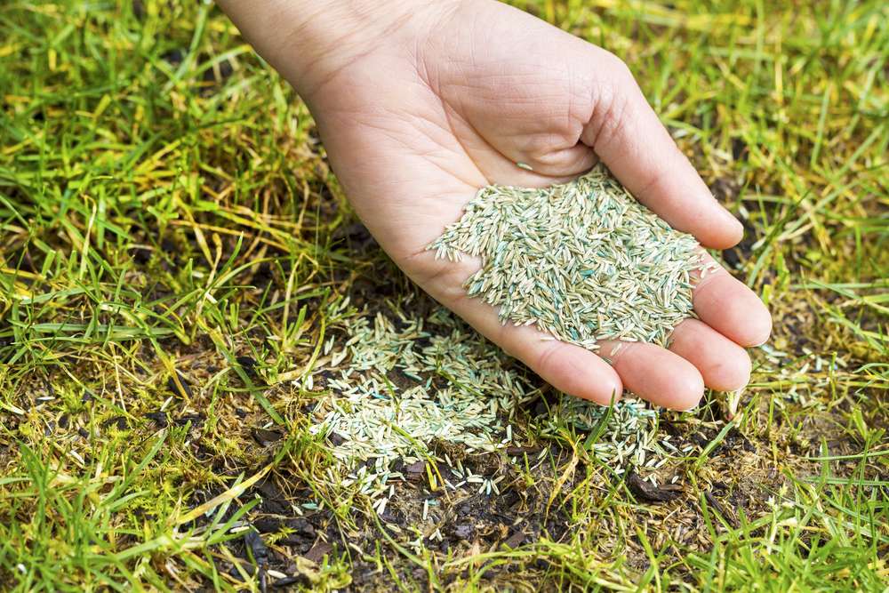 The Benefits of Overseeding Your Lawn