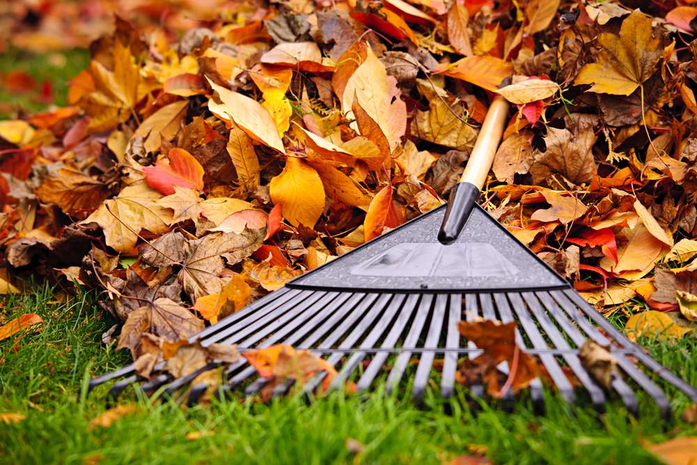 Fall Lawn Care