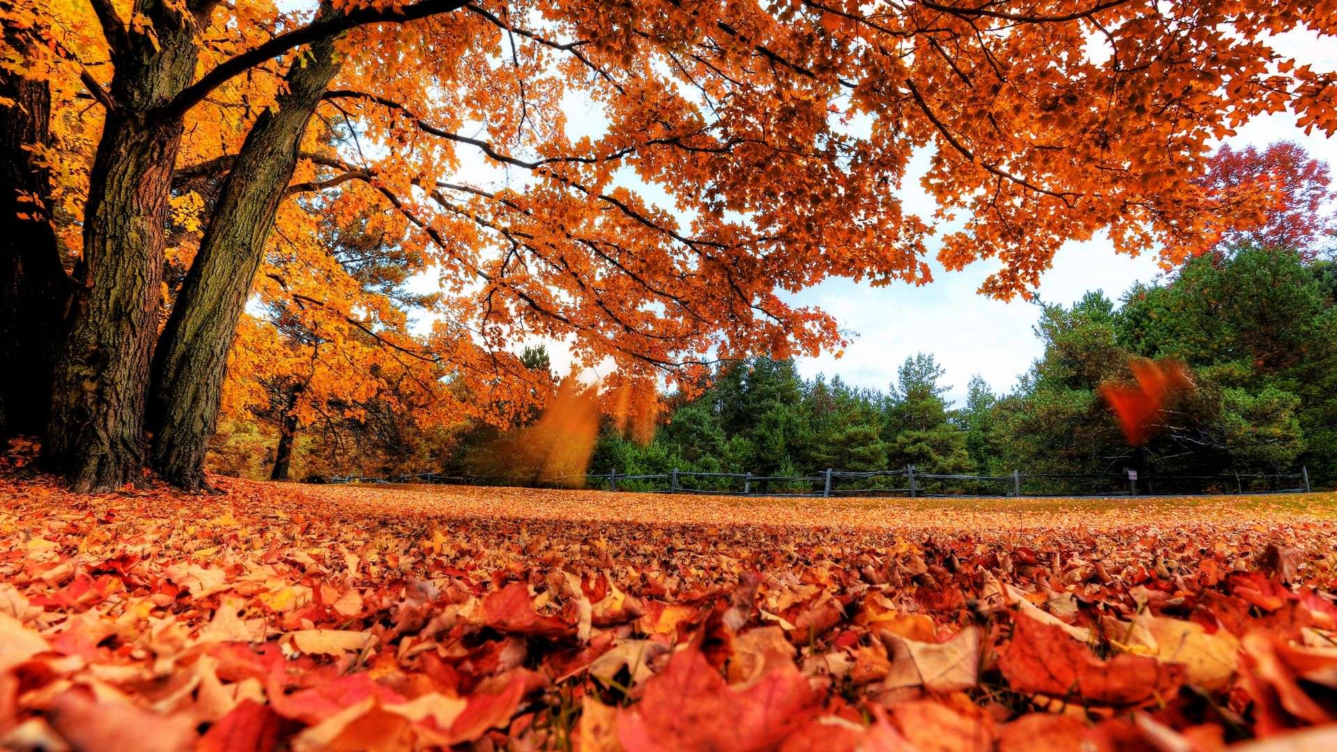 Fall leaves cleanup, fall fertilization, winter preparation