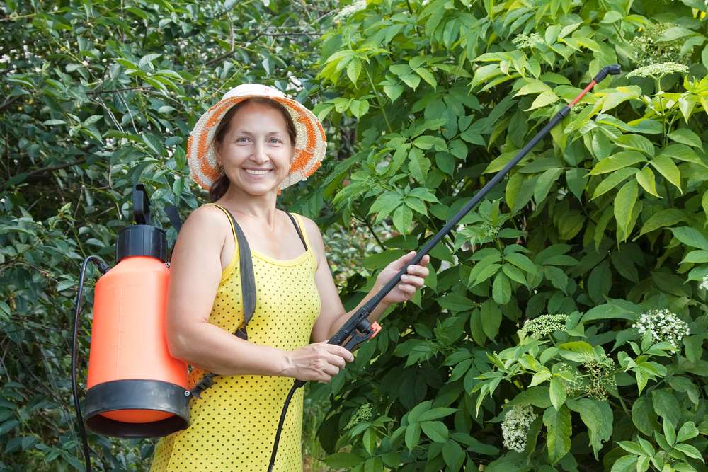 Pest Control and Prevention For Utah Fruit Trees