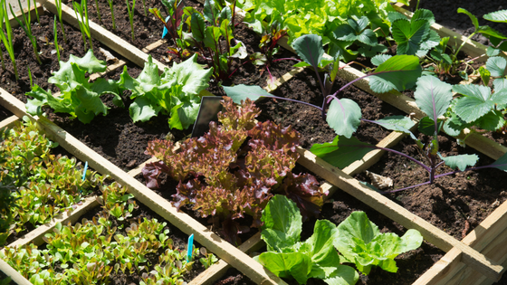 Fruits vs. Vegetables – Which is Easier To DIY Garden?
