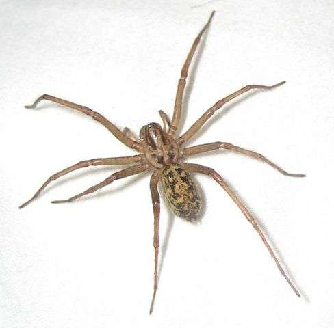 Dangerous Spiders of Northern Utah