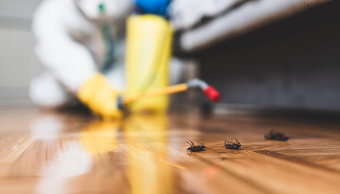 How Do I Protect My Home From Pests