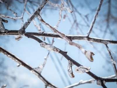 How To Avoid Winter Tree Damage in Utah