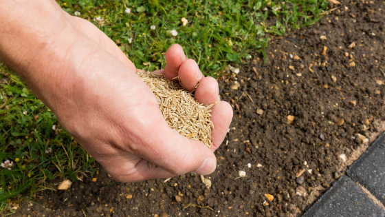 How To Buy Quality Grass Seed
