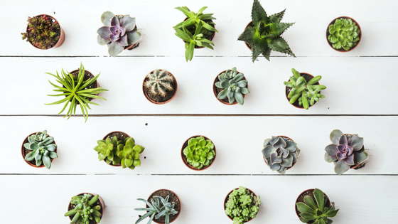 How To Care For Succulents