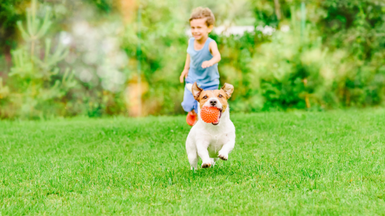 How To Have a Dog and a Healthy Lawn