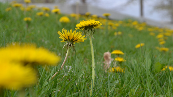 How To Prevent Dandelions