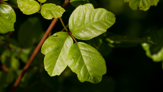 How To Recognize Poisonous Plants