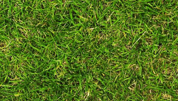 How to Remove Crabgrass from Your Lawn