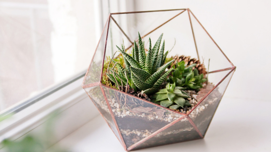 How To Take Care of Your Succulents