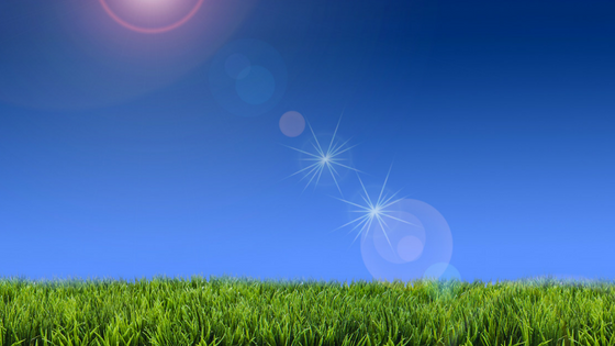 How To Maintain Your Lawn in Extreme Heat