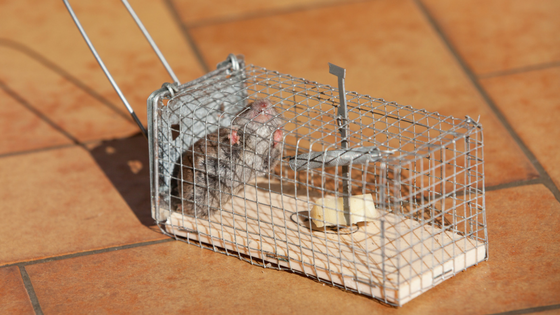 Humane Rodent Traps