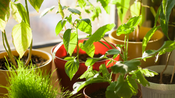 Indoor Gardening 101