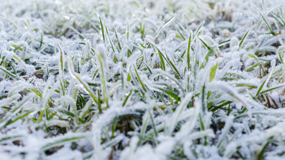 Is Winter Lawn Care Necessary?