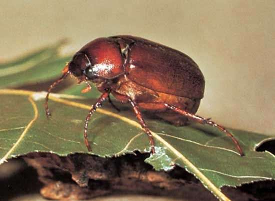 June Bugs And How To Control Them