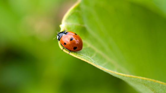 Ladybugs: Are They Good Or Bad?