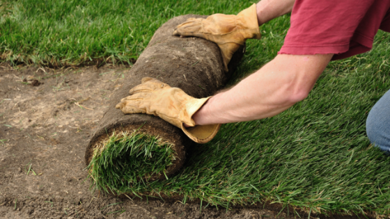 Laying Sod vs Planting Seed