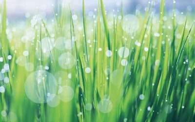 Get Your Lawn Ready for Summer – Simple Lawn Care Tips.
