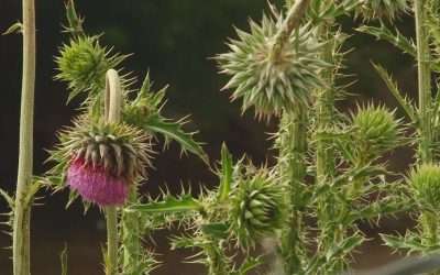 Controlling Noxious Weeds in Utah