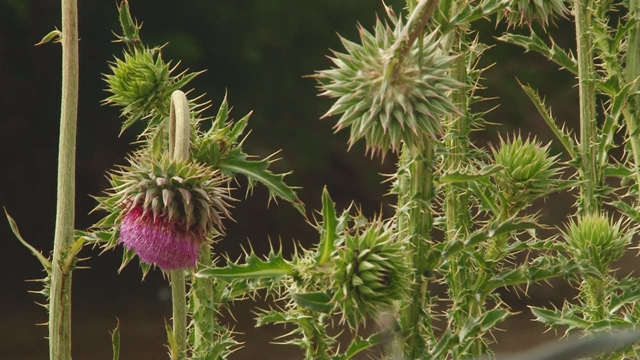 Noxious Weeds