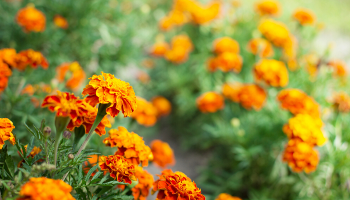 Plants That Can Handle Hot Temperatures