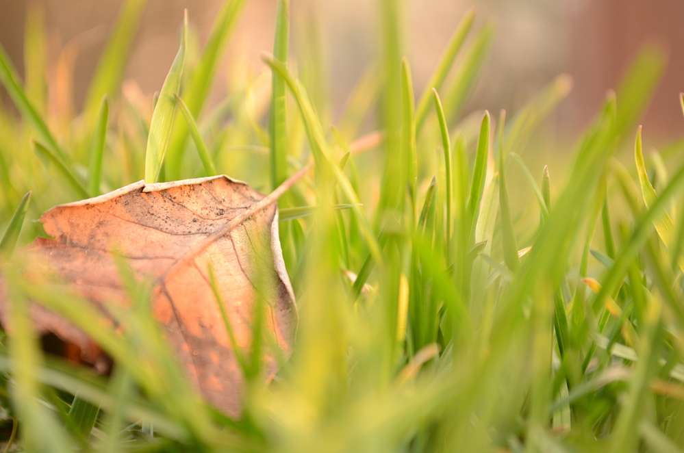 Pre-Winter Lawn Care In Utah