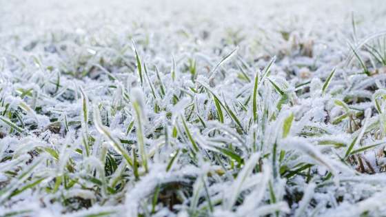 Preparing Your Lawn for Winter