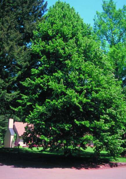 Healthy Tree