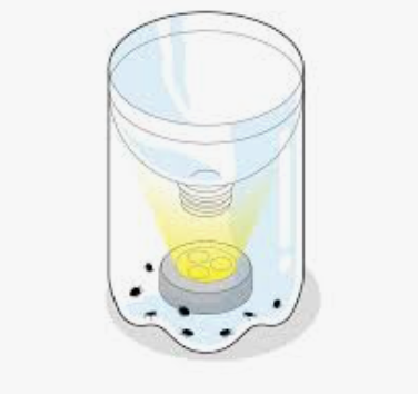 june bug trap