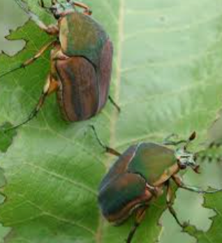 Two beetles on green leaves.