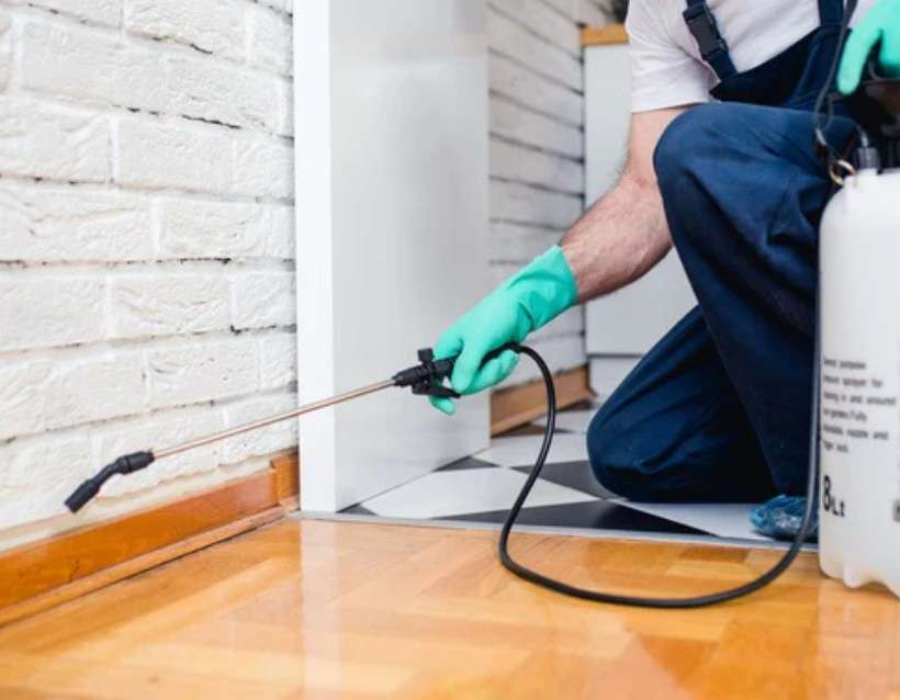 Is Investing in Professional Pest Control Worth the Money?: Pest Control Utah