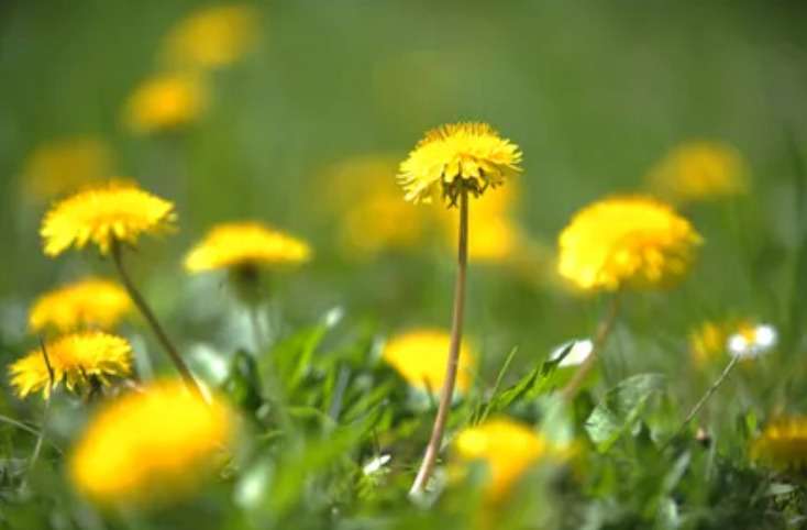 Dandelions blooming in sunlit field.