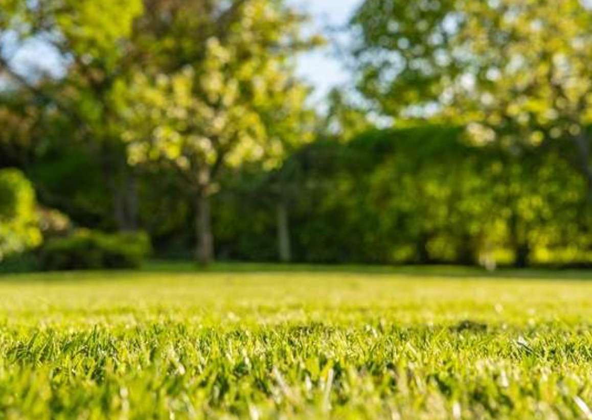 Tips for Summer Lawn Care 2022