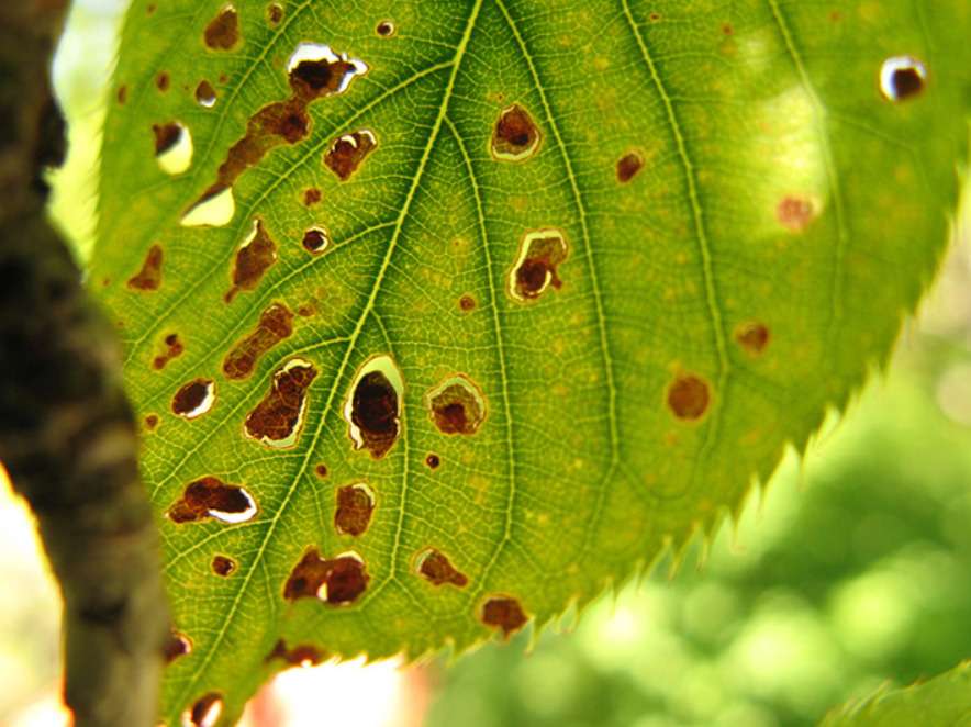 Green leaf with brown spots, close-up.
