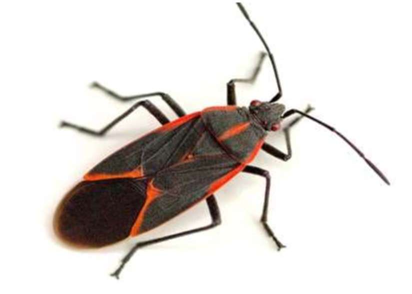 Boxelder Bugs in Utah