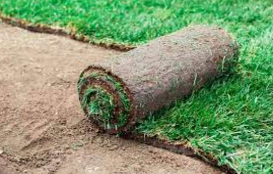 Rolled sod on soil for landscaping.