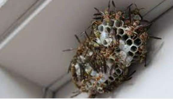 How To Get Rid Of Wasp Nesting In Your Home