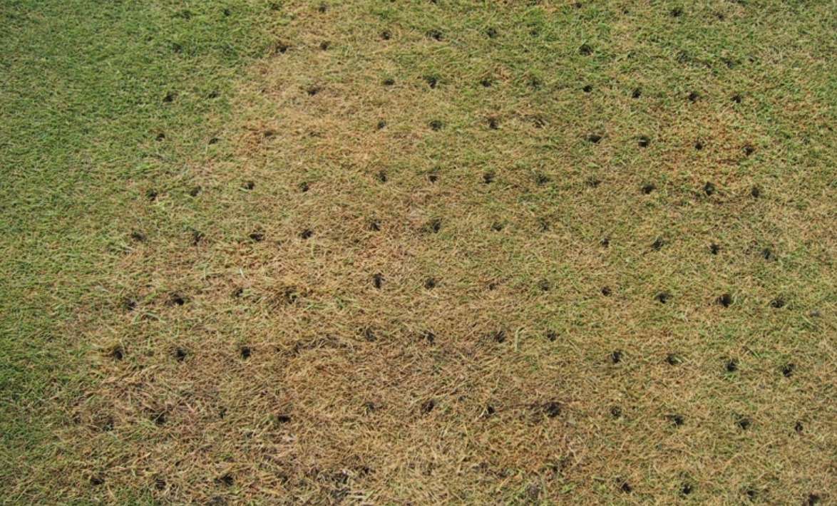 Dry lawn with patches and aeration holes
