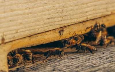How to Prepare for Your Pest Control Service