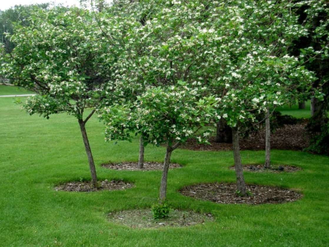 Don’t Neglect Your Trees! Fertilize for Better Health